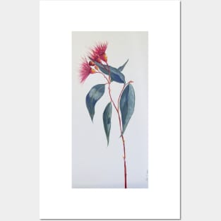 Red Gumnut flower Stem Posters and Art